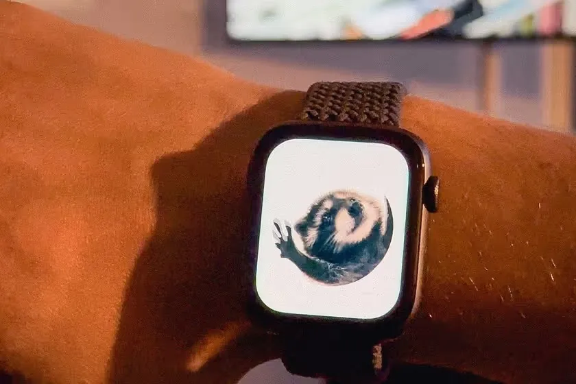 Queres o Guaxinim Pedro no teu Apple Watch? Sabe como aqui!