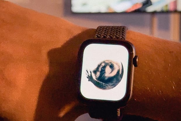 Queres o Guaxinim Pedro no teu Apple Watch? Sabe como aqui!